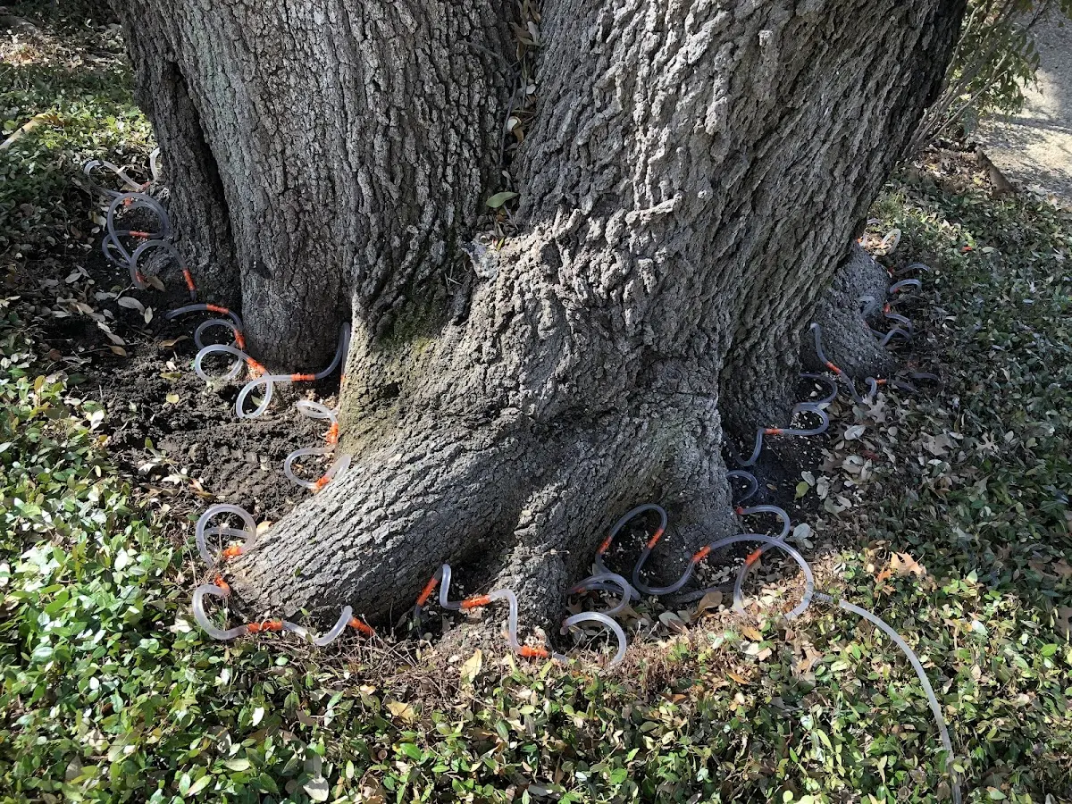 Detailed Shrub and Hedge Trimming job site in Lampe