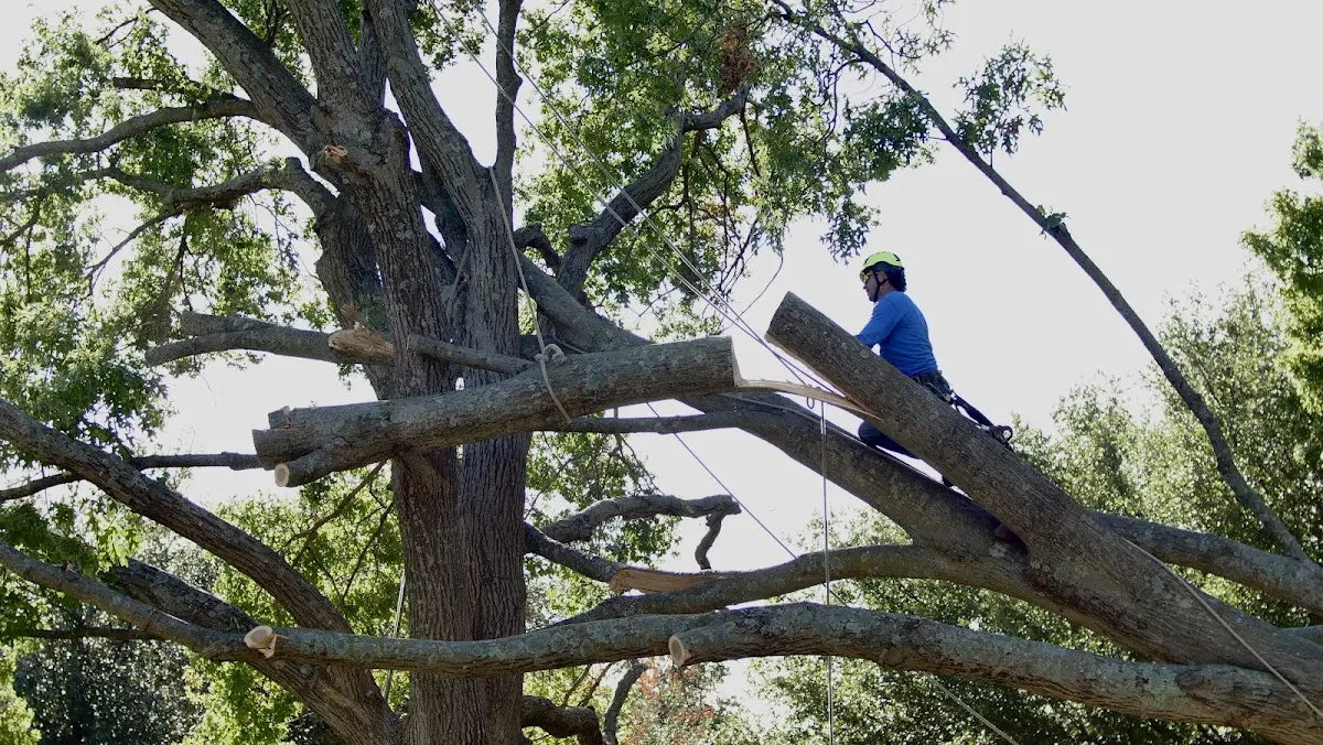 Professional Hazardous Tree Removal performed by certified arborists in Lampe